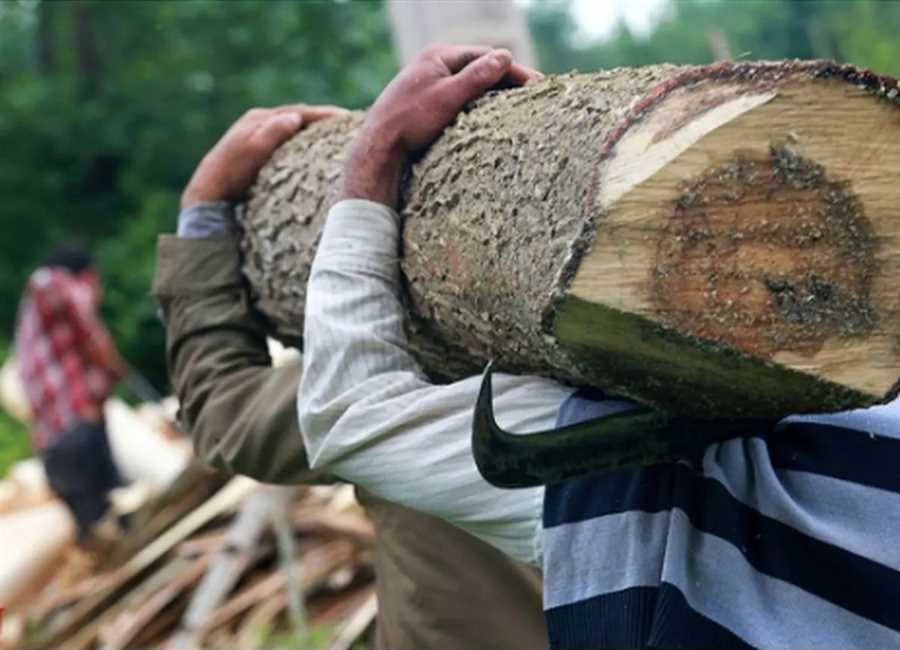  دستگیری ۹۰۰ قاچاقچی چوب در مازندران